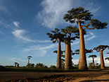 Baobabs gigantes agrupados contra el cielo