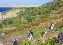 Cinco pingüinos caminando por una ladera cubierta de hierba contra el viento