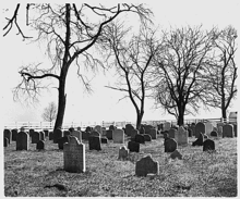 Cementerio llenó muchas pequeñas lápidas lisos con inscripciones sencillas, y dos grandes árboles desnudos.