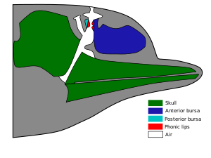 Esbozo de lo que hay dentro de la cabeza del delfín. El cráneo es en la parte trasera de la cabeza, con los huesos de la mandíbula que se extiende por poco interés la nariz. La bursa anterior ocupa la mayor parte de la parte frontal superior de la cabeza, por delante del cráneo y por encima de la mandíbula. Una red de conductos de aire dirigido desde el techo superior de la boca, más allá de la parte posterior de la bolsa anterior, a la blowhole. La bursa posterior es una pequeña región detrás de los pasos de aire, frente a la bursa anterior. Consejos fónicos pequeños conectan las regiones bursa para las vías respiratorias.