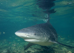 Foto de tiburón toro en aguas poco profundas