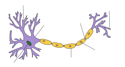En un extremo de una estructura alargada es una masa de ramificación. En el centro de esta masa es el núcleo y las ramas son dendritas. Un axón gruesa arrastra lejos de la masa, que termina con más ramificaciones que están etiquetados como terminales de los axones. A lo largo del axón son una serie de protuberancias etiquetados como vainas de mielina.