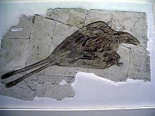 Losa blanca de roca dejó con grietas y impresión de plumas de aves y los huesos, incluyendo plumas de la cola larga emparejadas