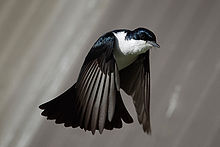 Pájaro negro con el pecho blanco en vuelo con las alas hacia abajo y la cola avivada y que apunta hacia abajo