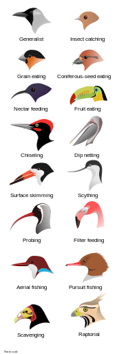 Ilustración de los jefes de 16 tipos de aves con diferentes formas y tamaños de pico