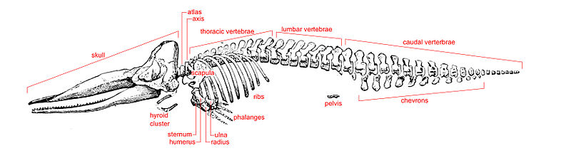 Los espermatozoides esqueleto de ballena labelled.jpg