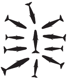 Diagrama que muestra las siluetas de las 10 ballenas proyectan hacia adentro torno a una sola, miembro del grupo presuntamente lesionados