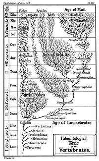 Un árbol paleontológico de la evolución del hombre, reptiles y peces