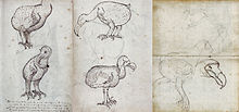 Varias páginas de un diario que contiene bocetos de Dodos vivos y muertos