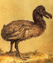 Painting of a slender, brownish Dodo
