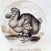 Drawing of an obese Dodo, with van de Venne's signature below