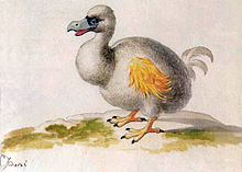 Painting of a white Dodo with yellow wings