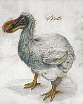 Painting of a grey Dodo, captioned with the word