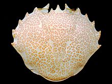 Una pieza de forma oval convexa de cáscara, cubierta con marcas de color naranja-rosa finas: el borde frontal se alinea con 13 dientes gruesos, mientras que el borde posterior es lisa.