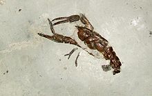 En un bloque gris lisa de piedra, hay un fósil marrón similar a un cangrejo de río. Dos piernas largas, cada uno con una gran garra se extienden hacia delante desde el animal; una de las garras se mantiene abierta.