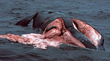 Foto de la ballena muerta, flotando en la superficie