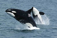 Dos ballenas asesinas saltar por encima de la superficie del mar, mostrando su coloración negro, blanco y gris. La ballena más cerca está en posición vertical y visto desde el lado, mientras que la otra ballena se arquea hacia atrás para mostrar su cara inferior.