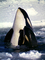 Madre ballena asesina y la pantorrilla que se extiende su cuerpo por encima de la superficie del agua, de las aletas pectorales hacia adelante, con la bolsa de hielo en el fondo