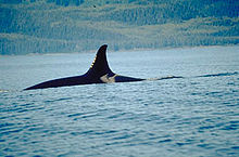 Orca con sólo la parte superior de la espalda y la aleta dorsal visible por encima de la superficie del agua, los dorsales curvas de aletas hacia atrás en la punta.