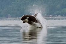 Una orca estalla hacia adelante fuera del agua. Su cabeza está empezando a apuntar hacia abajo, y se trata de una anchura del cuerpo por encima de la superficie.