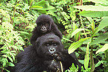 Fotografía que representa hembra gorila adulto con un bebé en sus hombros, rodeado de follaje verde