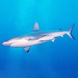Tiburón gris del filón
