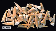 Foto de docenas de dientes fosilizados amarillentas, los dientes son de varios tamaños y están distribuidos al azar sobre una superficie plana negro.