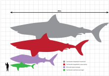 Dibujo comparando tamaños de Megalodon, gran tiburón blanco y un hombre, Megalodon es de 18 metros de largo y gran 6m blanco.
