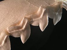 Los dientes de sierra de un tiburón tigre, que se utilizan para el corte a través de la carne
