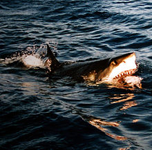 Foto de tiburón con la boca abierta en la superficie.