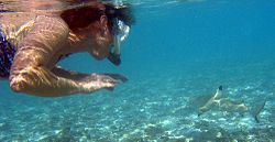 Photo of snorkeler with shark in shallow water.