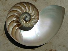 Una fotografía de una concha de nautilus '.