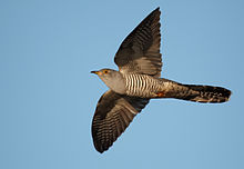 Cuco común en vuelo, mostrando partes inferiores barradas