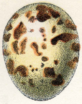 Un huevo, blanco con manchas marrones