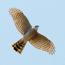 En el vuelo con las alas extendidas, mostrando salvo en underwing y cola