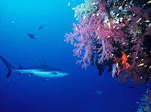 Foto de tiburón nadando junto al gran jefe de coral, de colores brillantes