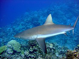 Foto de tiburón-largo con aletas, natación