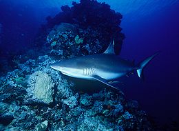 Foto de tiburón en aguas crepusculares con cabeza de coral en el fondo