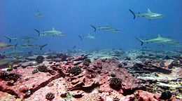Foto de decenas de tiburones que nadan en aguas poco profundas sobre rosa coral