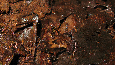 Rana apenas reconocible contra marrón en descomposición de hojas camada.
