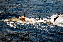 Foto de tiburón nadando en la superficie del agua