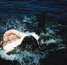 Foto de tiburón invertida en la superficie