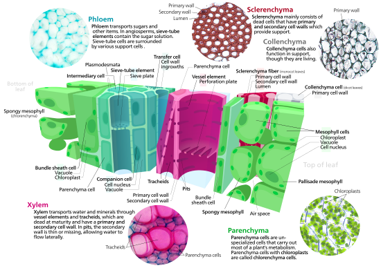 Corte transversal de una hoja que muestra diversos tipos de células de la planta