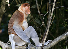 Un mono de probóscide masculino sentado en una rama