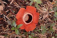 Flor roja hecha de 5 pétalos que rodean un centro deprimido, en el suelo del bosque rodeado de hojas muertas y las pequeñas plantas verdes
