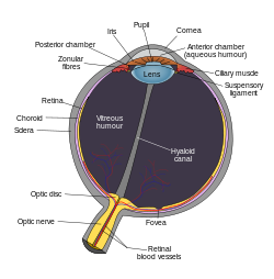 Diagrama esquemático de la en.svg ojo humano