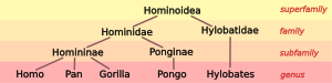 4.svg taxonomía Hominoid
