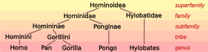 5.svg taxonomía Hominoid