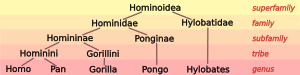 6.svg taxonomía Hominoid
