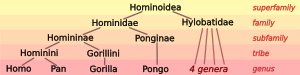 7.svg taxonomía Hominoid